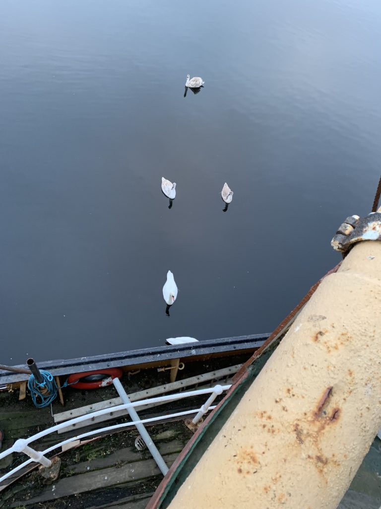 Swans visit